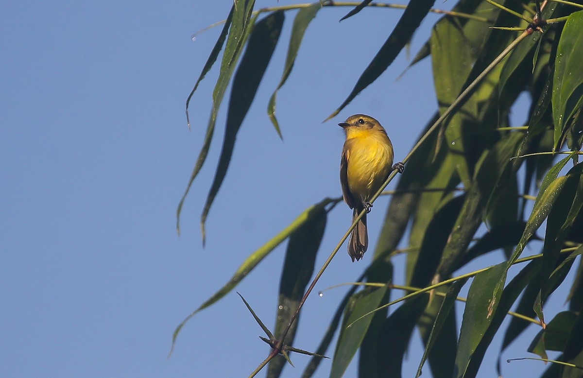 Yellow Tyrannulet - ML613855307