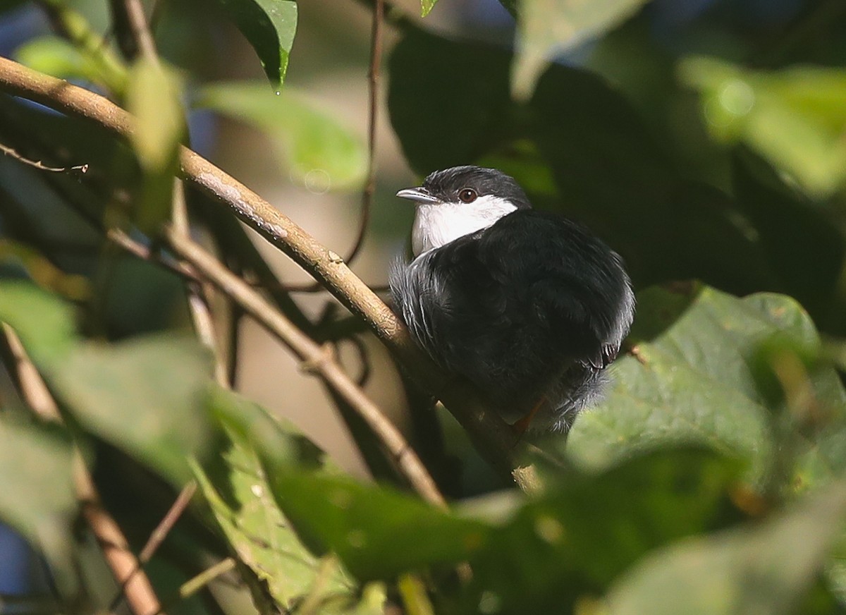 White-bearded Manakin - ML613855310