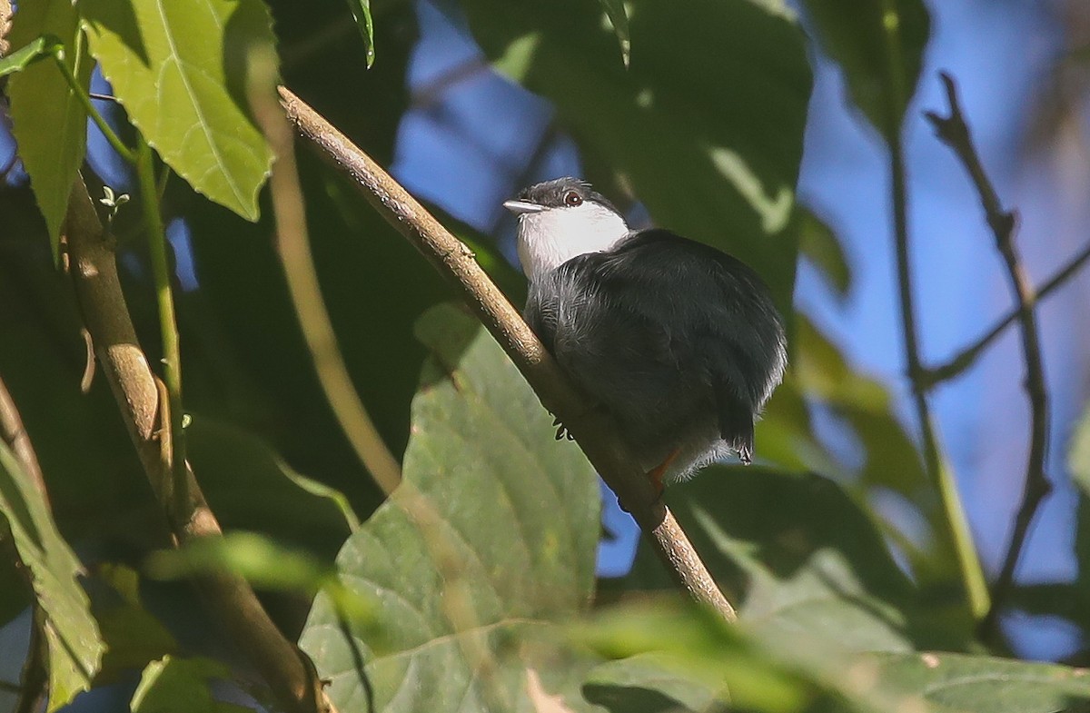 White-bearded Manakin - ML613855311