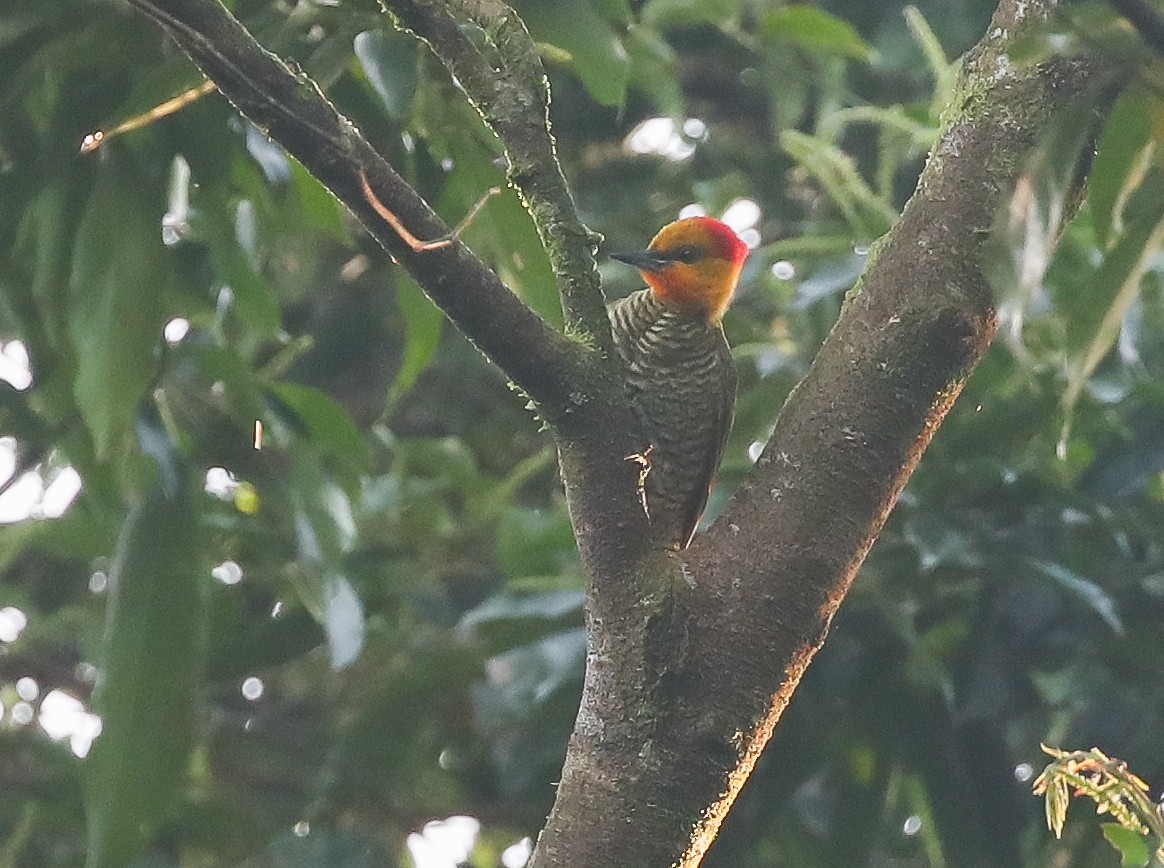 Yellow-throated Woodpecker - ML613855323