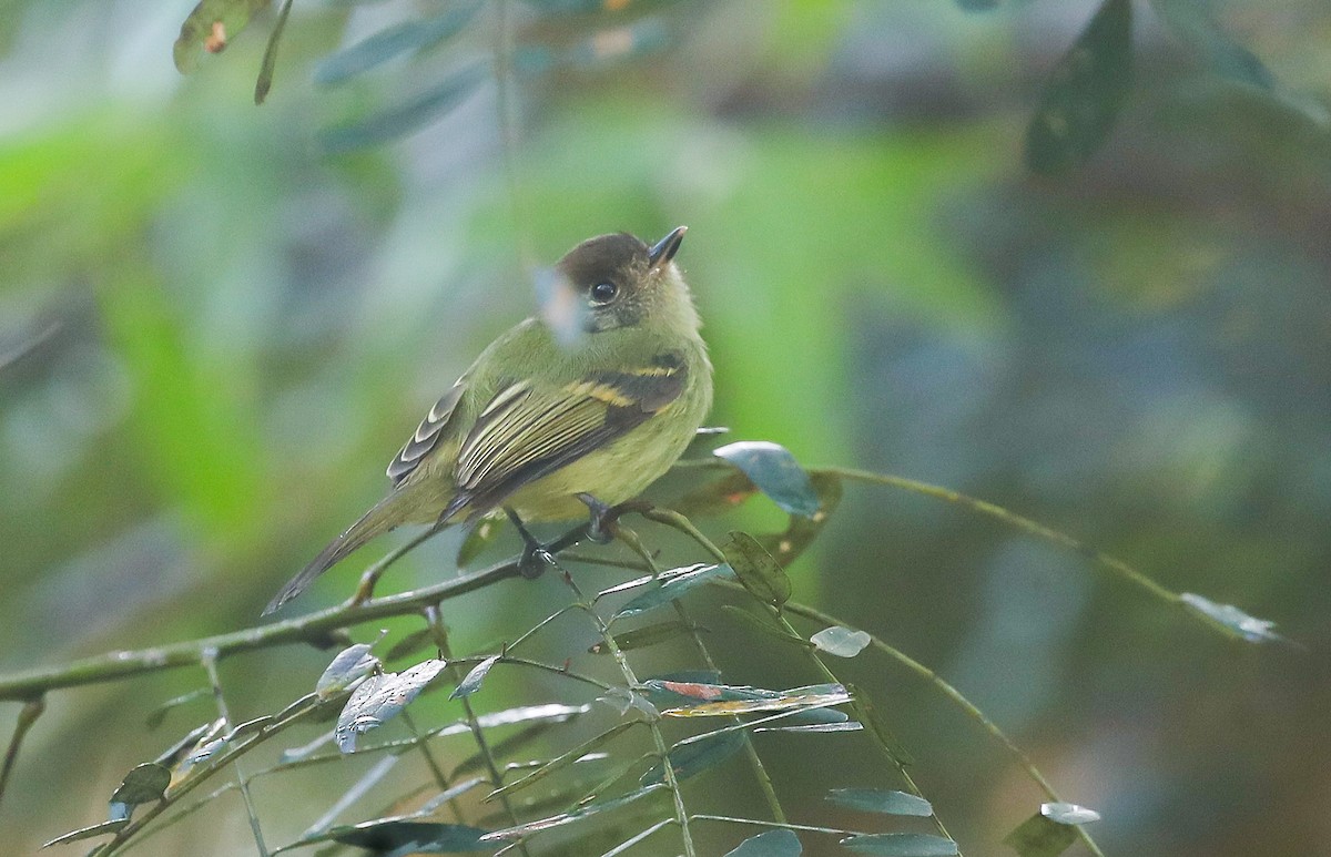 Sepia-capped Flycatcher - ML613855335