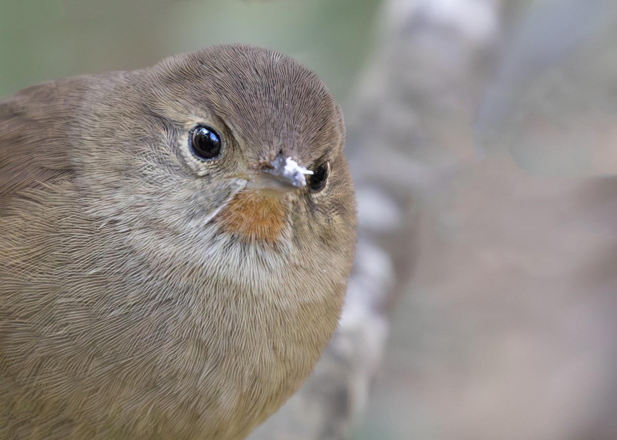 Itatiaia Spinetail - Caio Brito