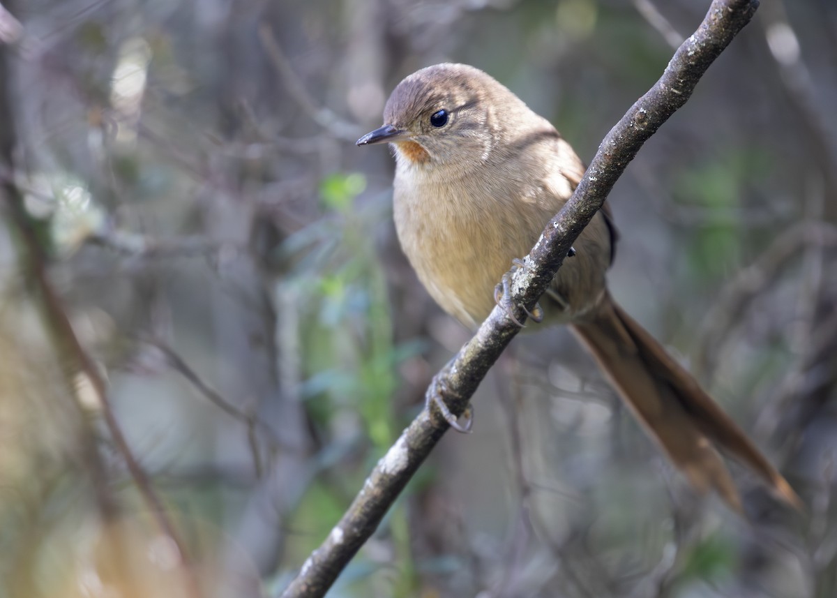 Itatiaia Spinetail - ML613855364