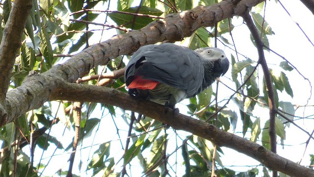 Gray Parrot - ML613855384