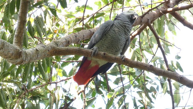 Gray Parrot - ML613855387