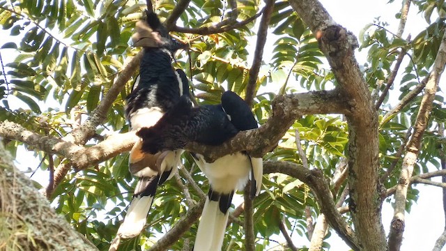 Black-and-white-casqued Hornbill - ML613855411