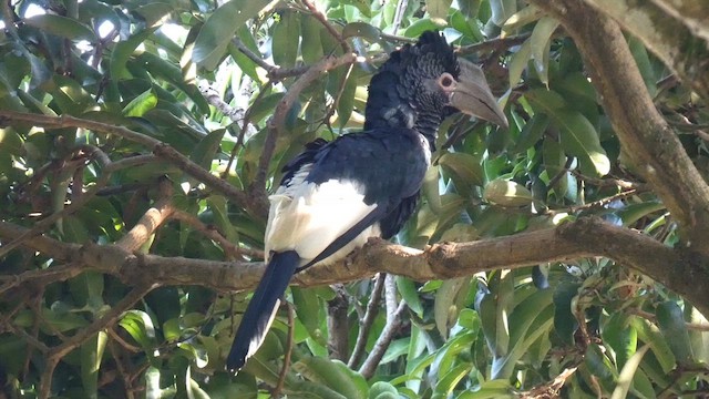 Black-and-white-casqued Hornbill - ML613855414