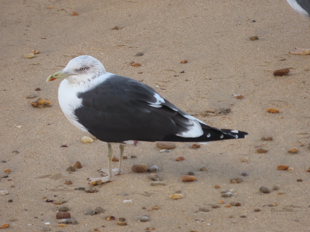 Lesser Black-backed Gull - ML613855418