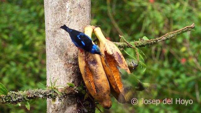 Red-legged Honeycreeper - ML613855429