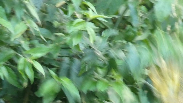 Tisserin à dos d'or - ML613855431