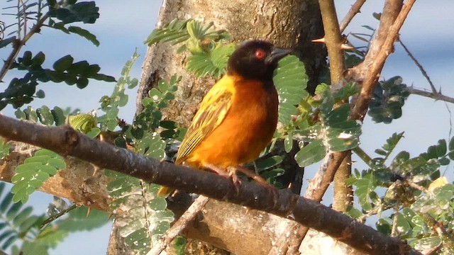 Golden-backed Weaver - ML613855433