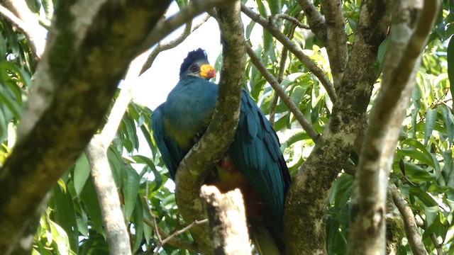 Great Blue Turaco - ML613855446