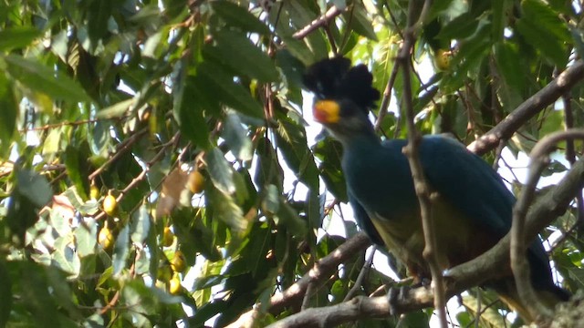 Great Blue Turaco - ML613855447