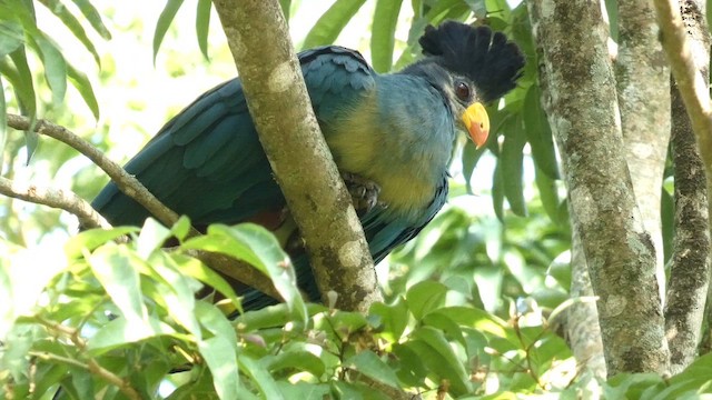 Turaco Gigante - ML613855448