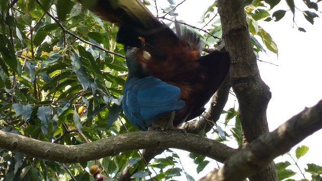 Turaco Gigante - ML613855449