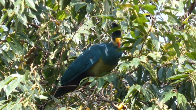 Great Blue Turaco - ML613855450