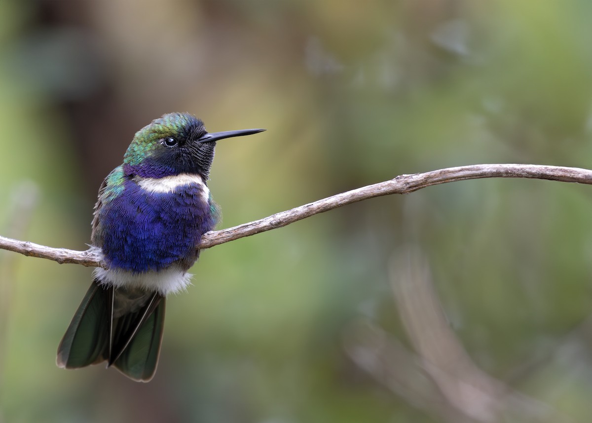 Colibrí Colaceleste - ML613855455