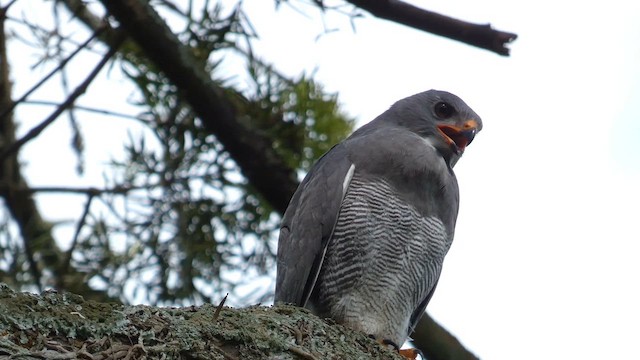 Lizard Buzzard - ML613855469