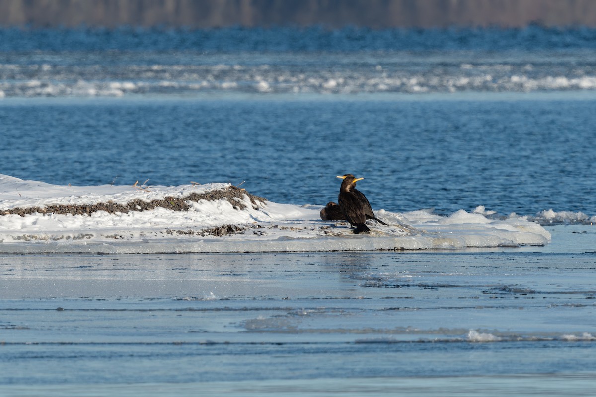 Double-crested Cormorant - ML613855476