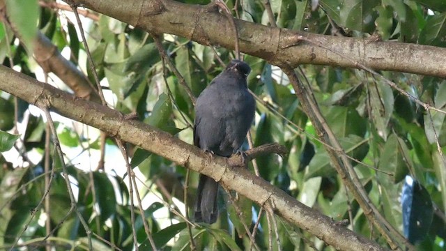 Northern Black-Flycatcher - ML613855478