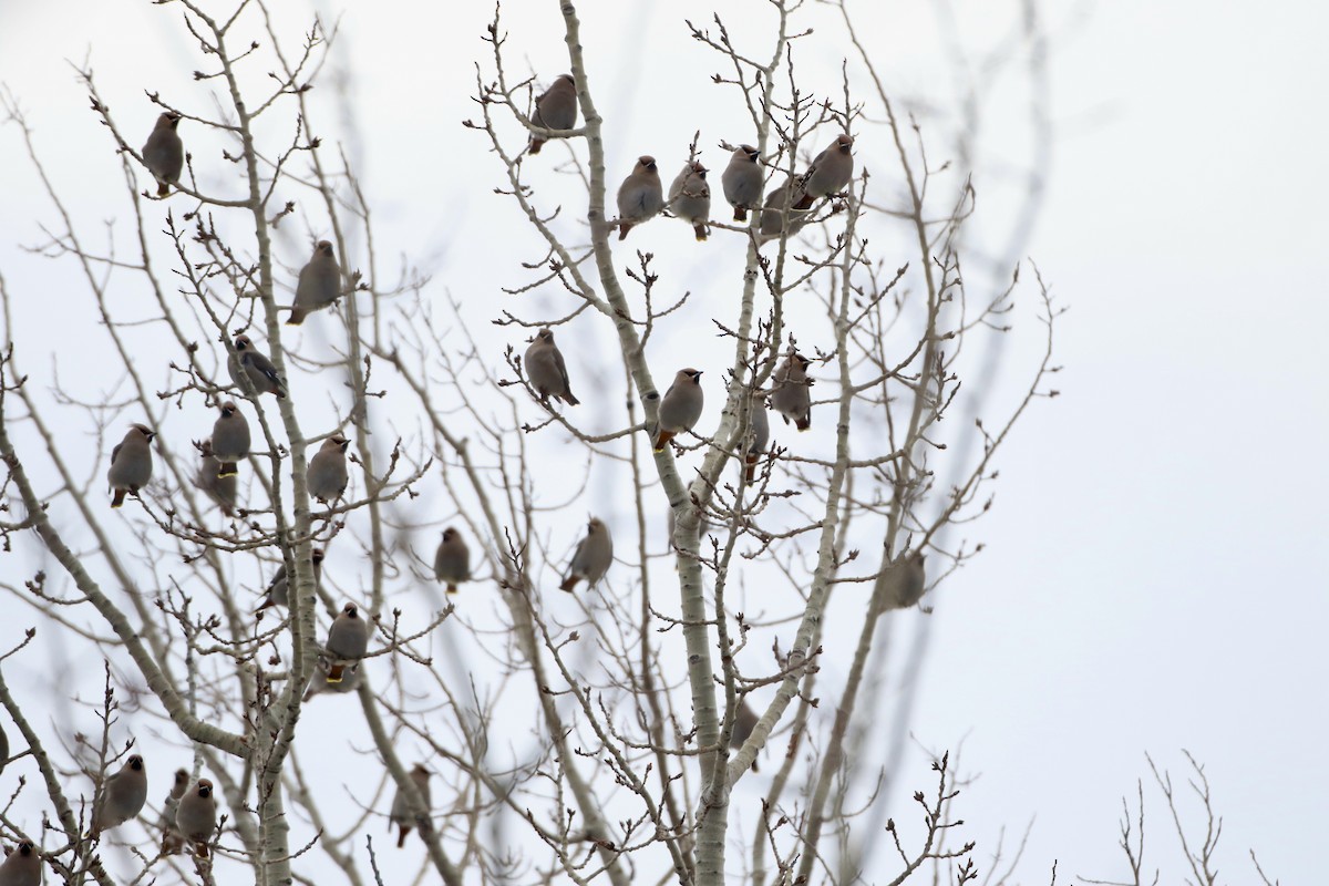 Bohemian Waxwing - John Garrett