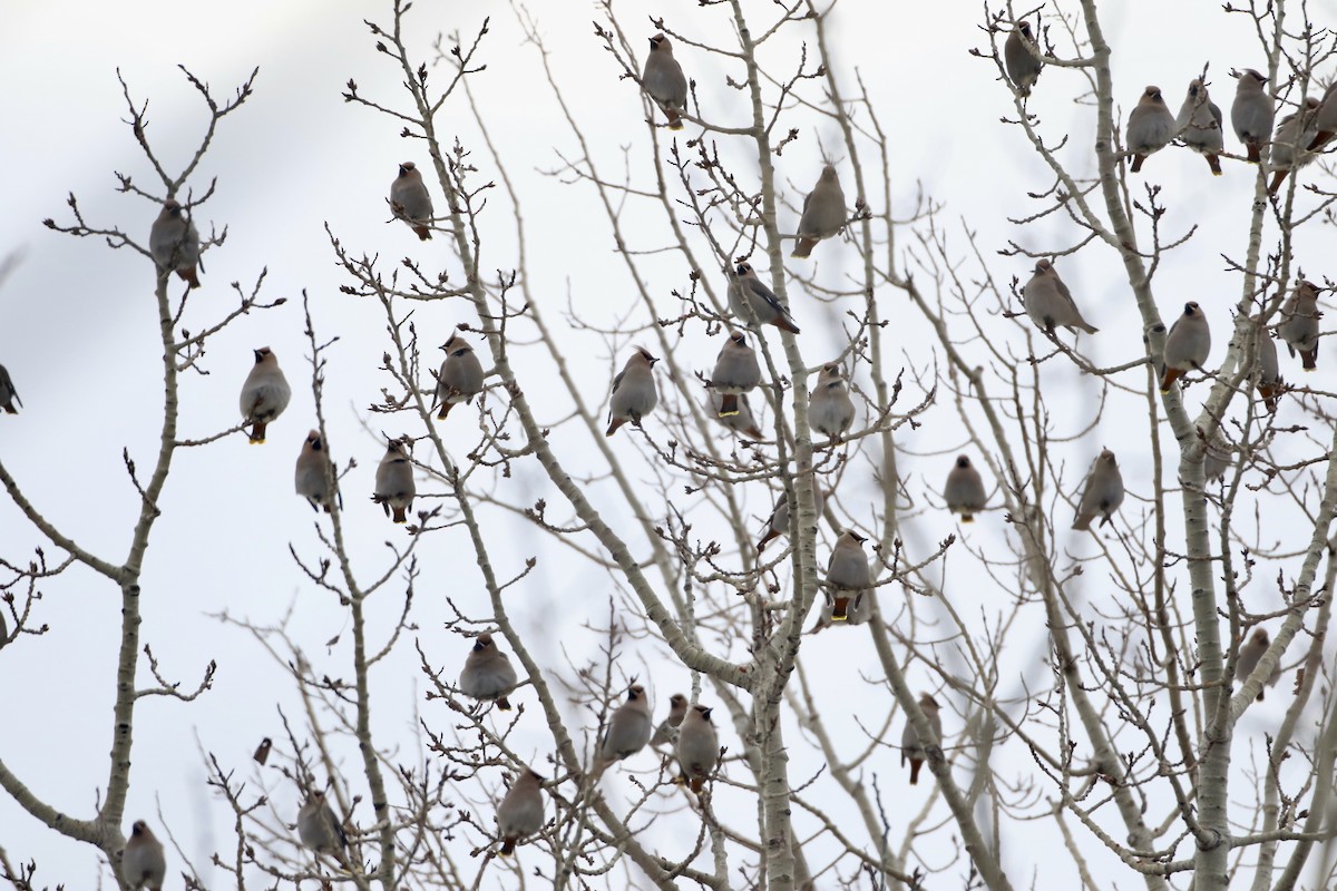 Bohemian Waxwing - John Garrett