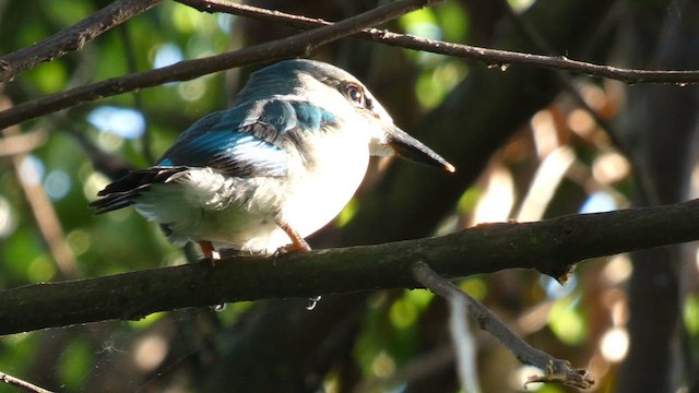 Woodland Kingfisher - ML613855502