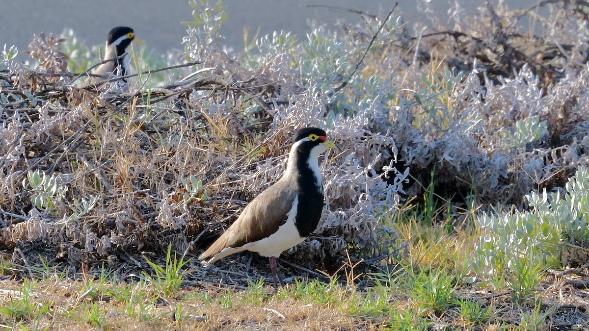 Banded Lapwing - ML613855503