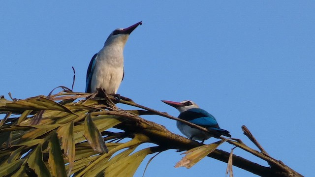 Martin-chasseur du Sénégal - ML613855504