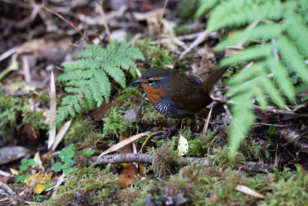 Rotkehltapaculo - ML613855542