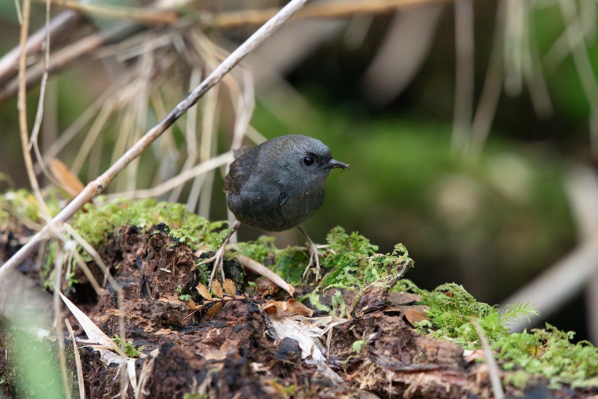 Magellanic Tapaculo - ML613855546