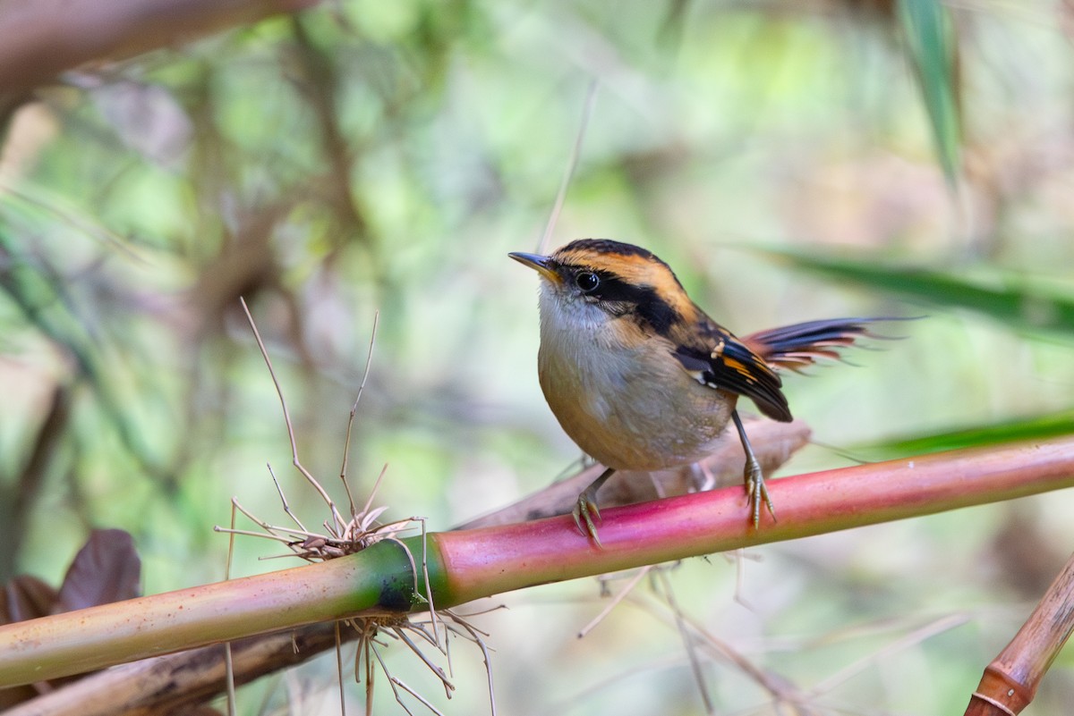 Thorn-tailed Rayadito - Mathias Pires