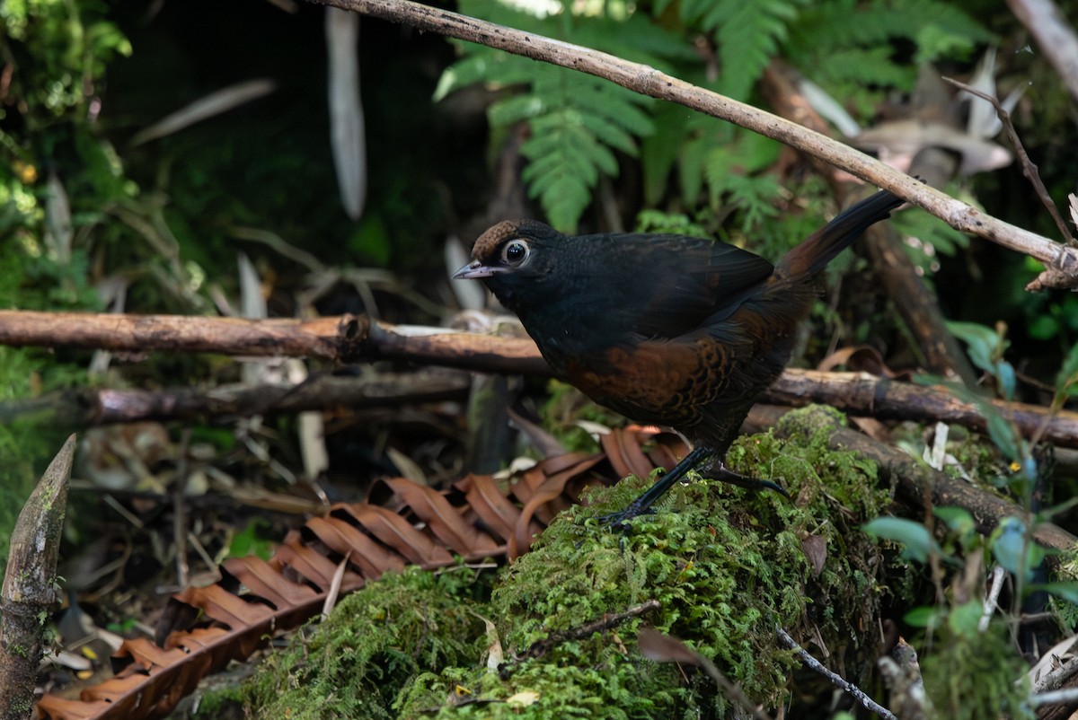 Schwarzkehltapaculo - ML613855558