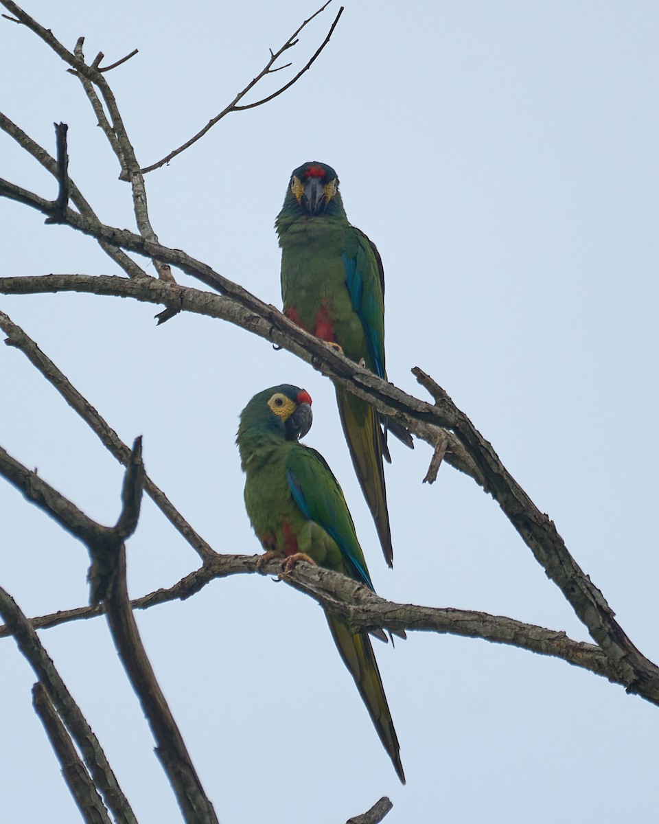 アカビタイヒメコンゴウインコ - ML613855572