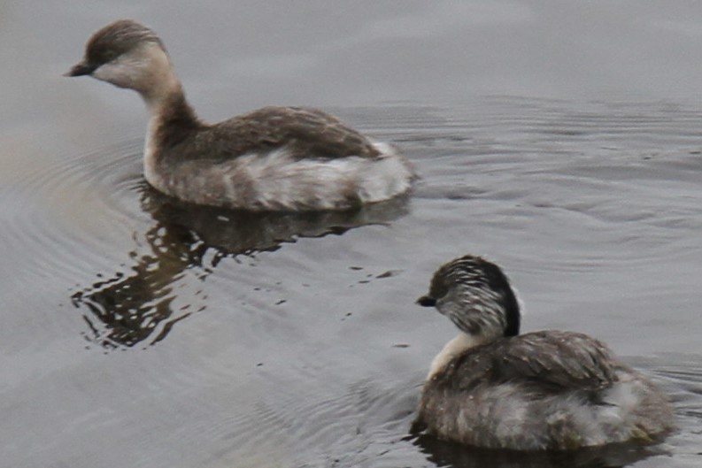 Hoary-headed Grebe - ML613855575