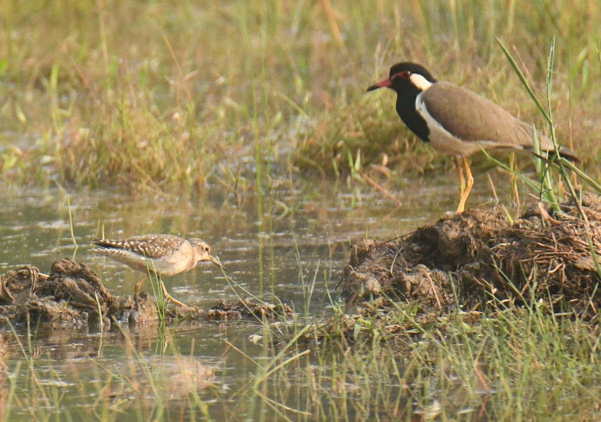 Red-wattled Lapwing - ML613855581