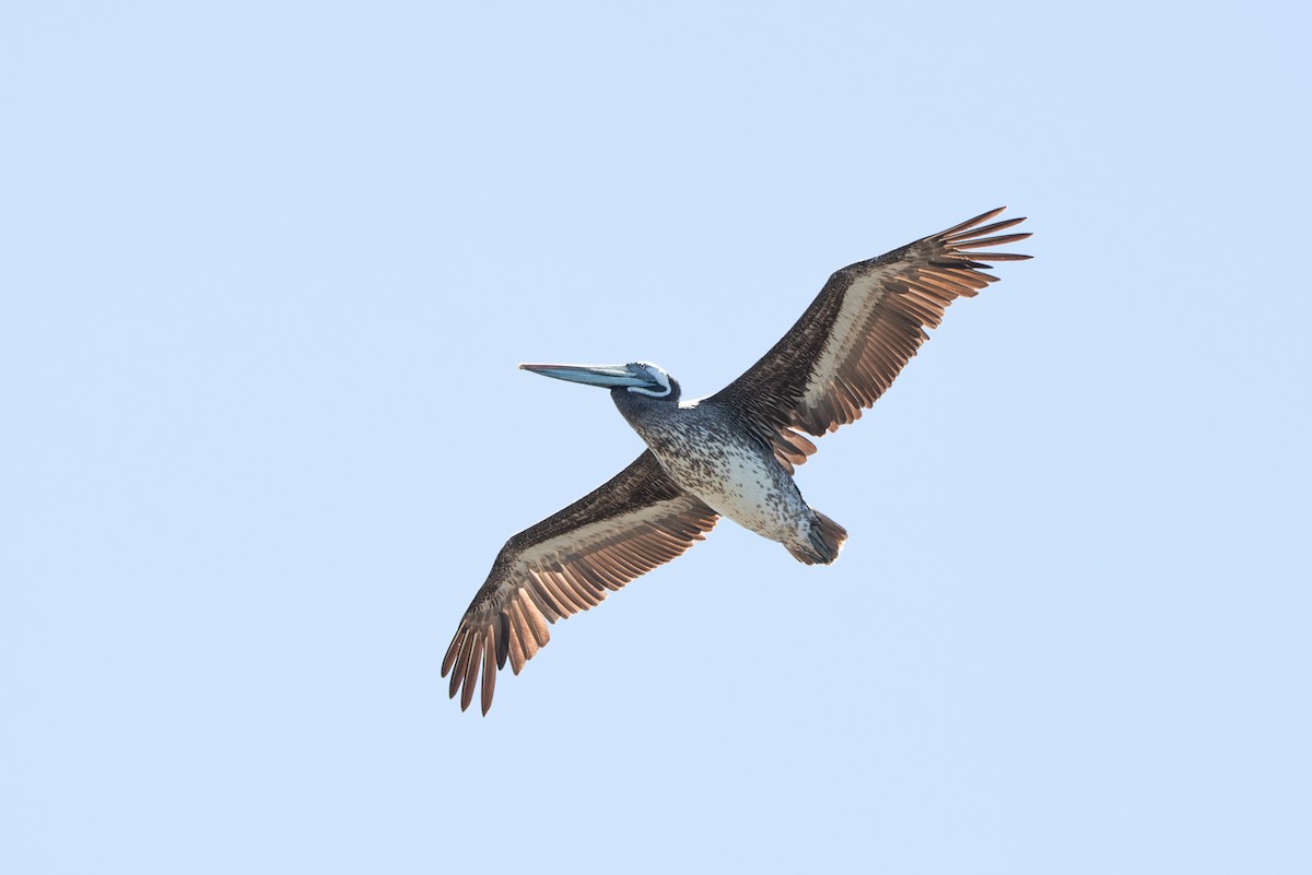 Peruvian Pelican - ML613855585