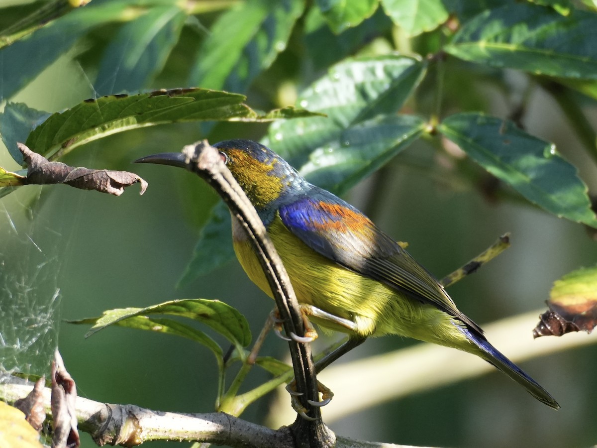 Brown-throated Sunbird - ML613855607