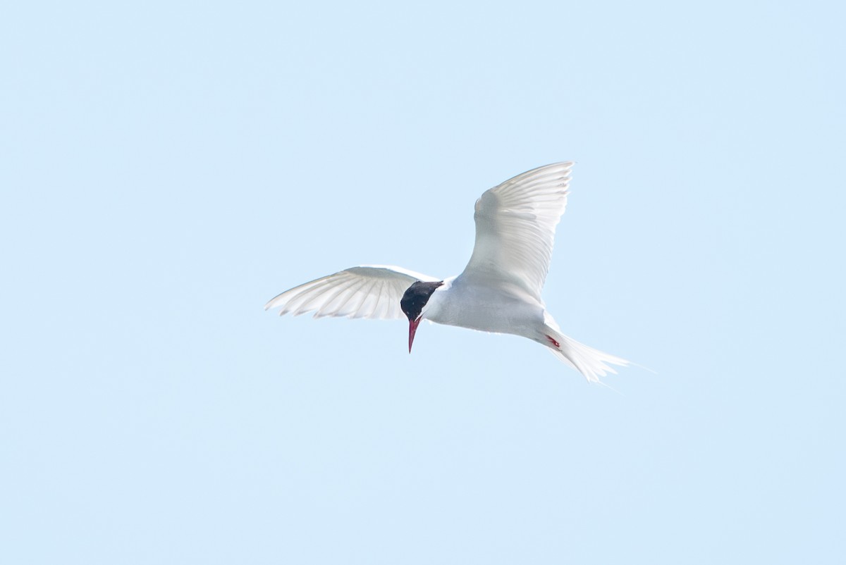 South American Tern - ML613855618