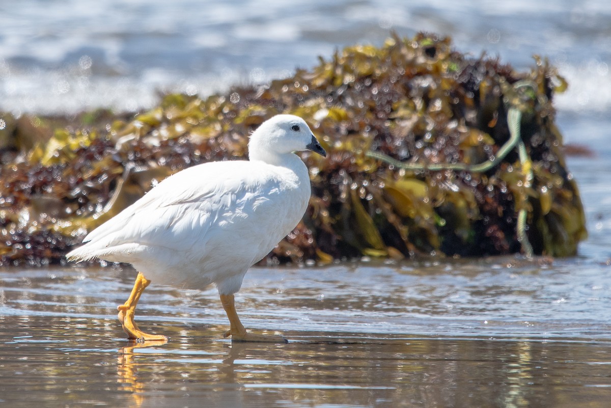 Kelp Goose - ML613855635