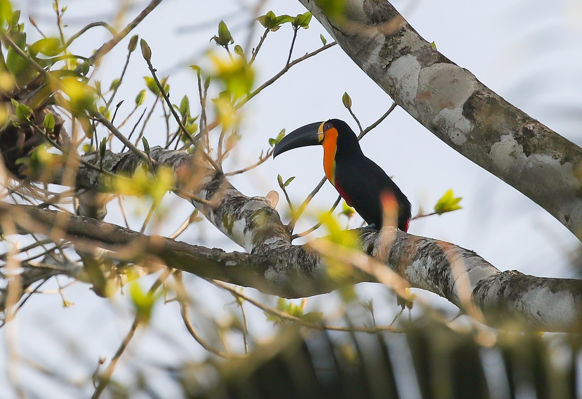 Channel-billed Toucan (Ariel) - ML613855637