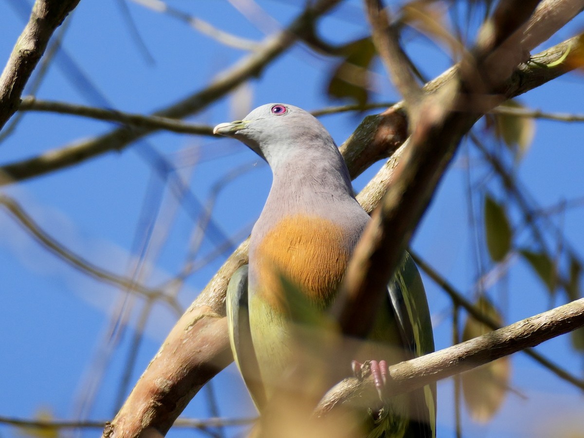 Pink-necked Green-Pigeon - ML613855643