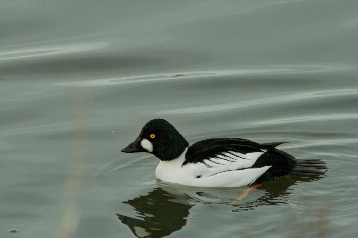 Common Goldeneye - Paul Hammond