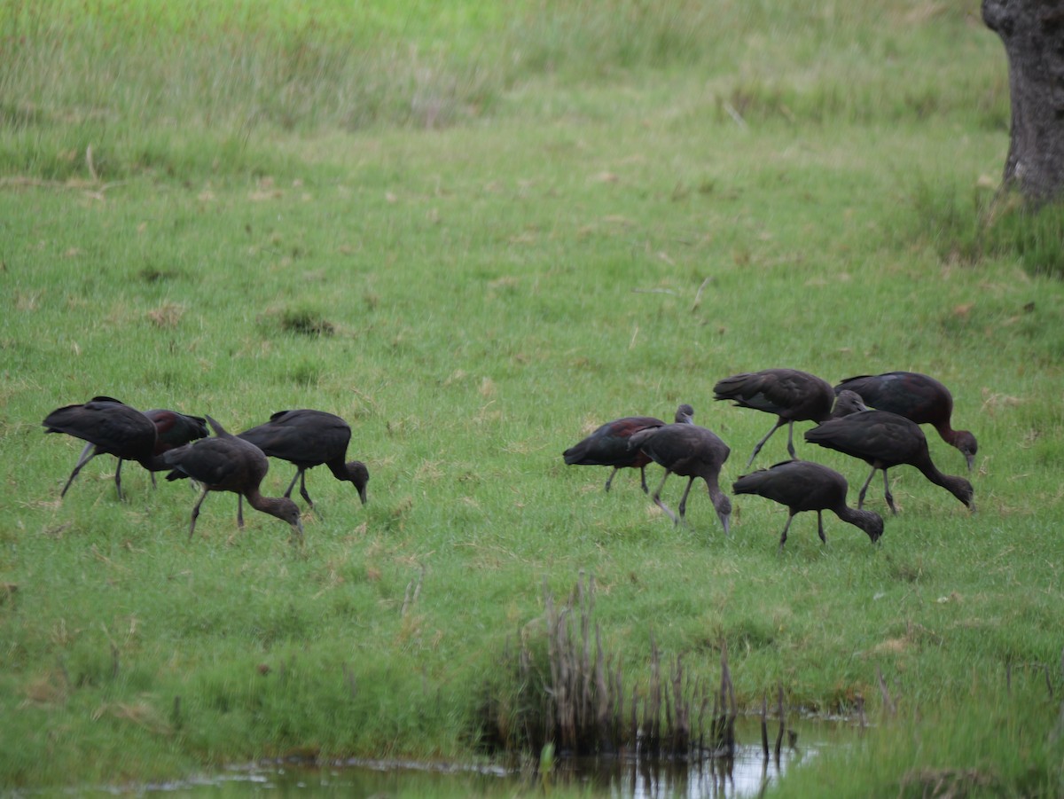 ibis hnědý - ML613855682