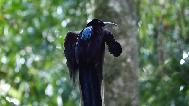 Black Sicklebill - ML613855694