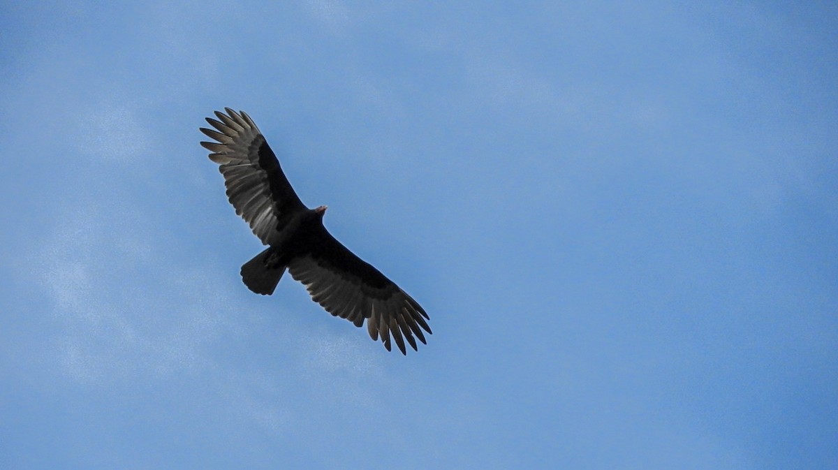 Turkey Vulture - ML613855724