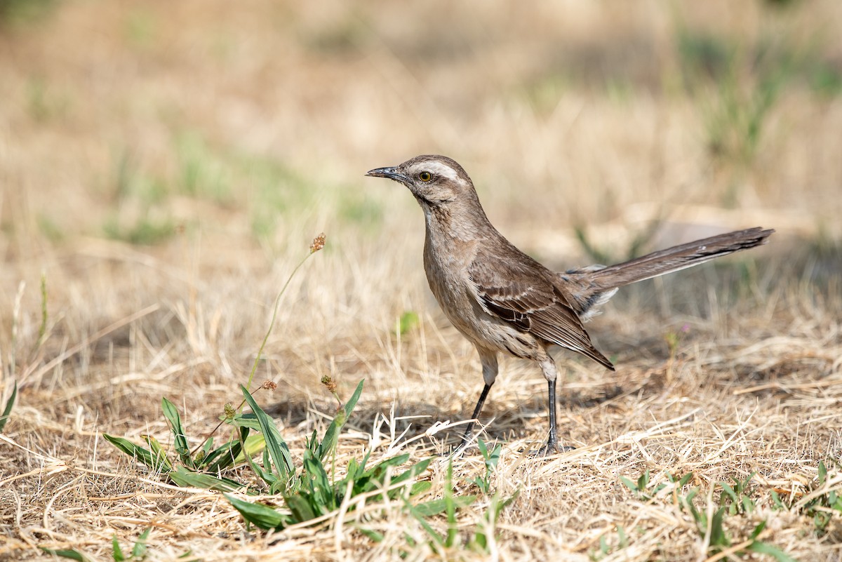 Chilean Mockingbird - ML613855740