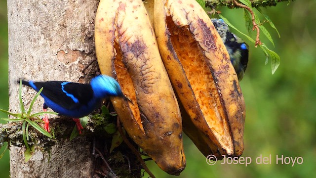 Red-legged Honeycreeper - ML613855761