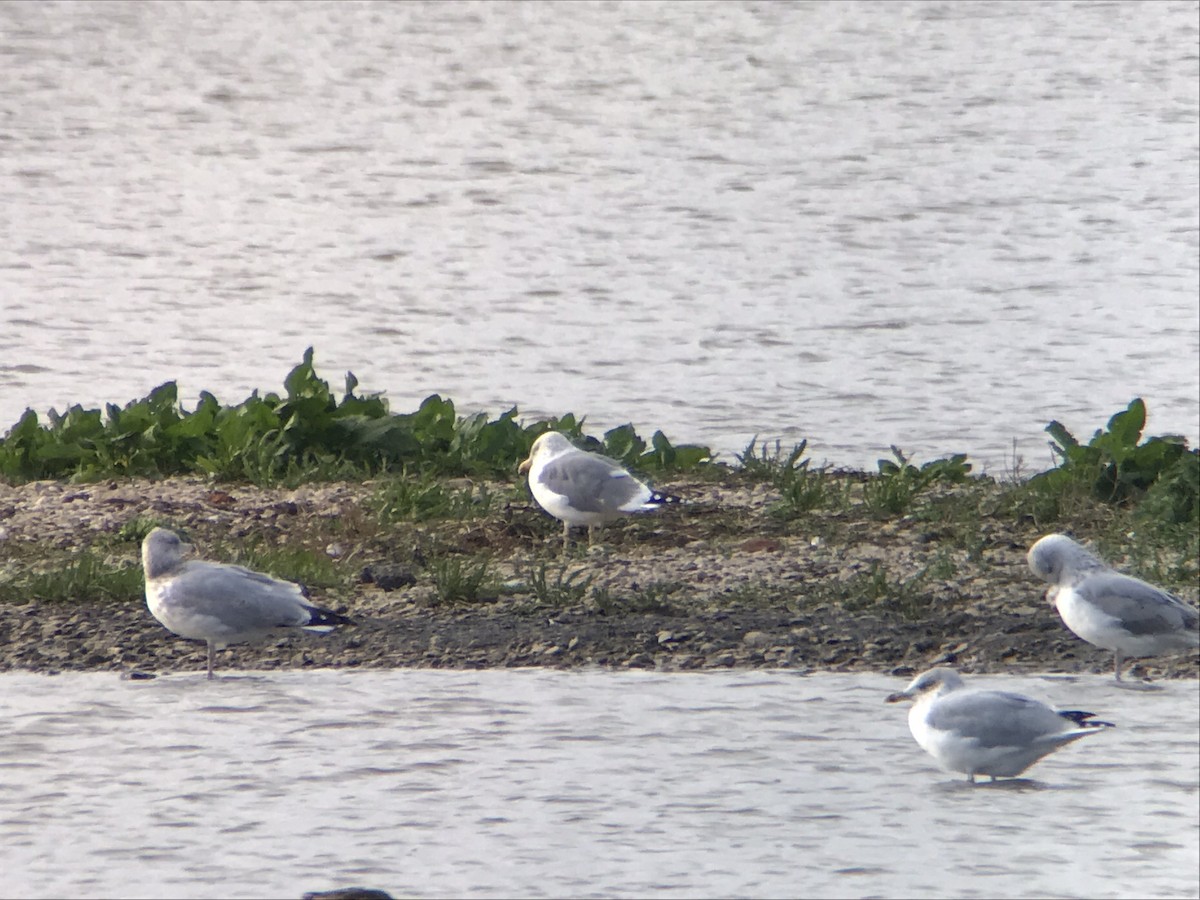 Yellow-legged Gull - ML613855768