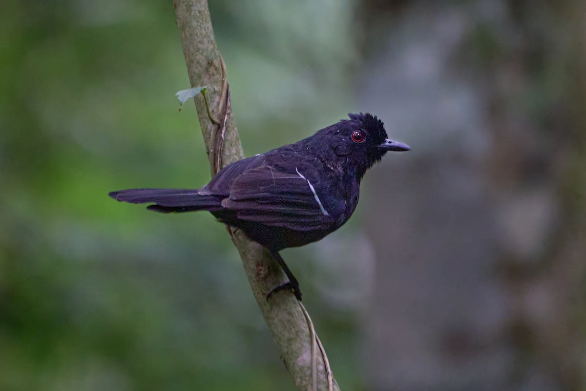 Weißbinden-Ameisenvogel - ML613855778